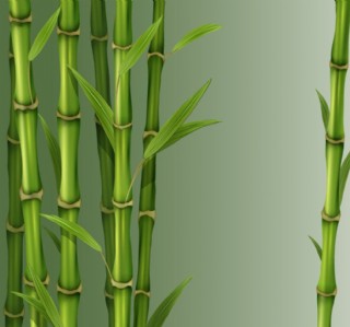 绿色竹子