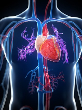 心脏