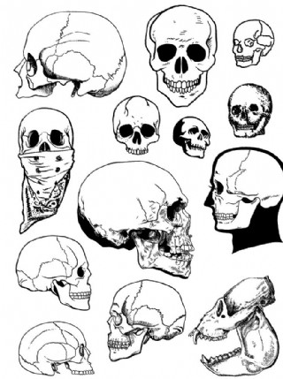 矢量不同角度头骨素材