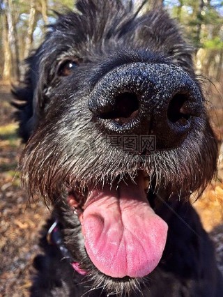 伸出舌头的狗狗